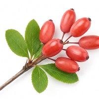 Barberry sprig