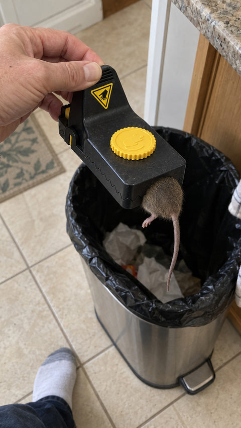 Hand dropping a Jovia trap with a caught mouse into the kitchen trash